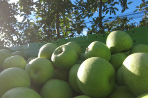 Jabuke iz Arilja - loša godina