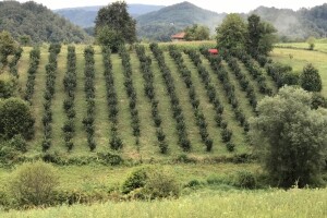 Vladan Jovanović - prvi proizvođač lešnika iz Malog Zvornika