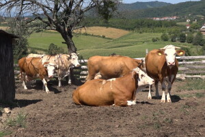 Uz više svetlosti i vazduha u stajama do bolje mlečnosti krava