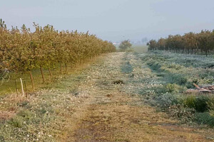 Voćari i vinogradari zbrajaju štete