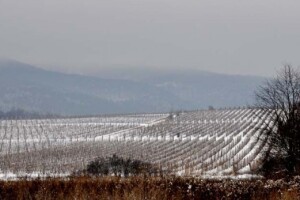Ledena berba i kod vrhunskog enologa Ivice Peraka