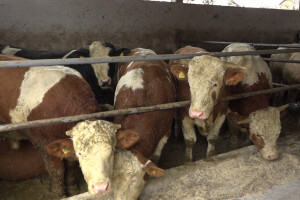 Vuk Sladaković: Stočarstvo kao životni poziv