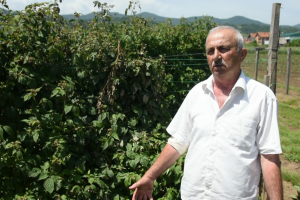 Osiguravanje useva maline