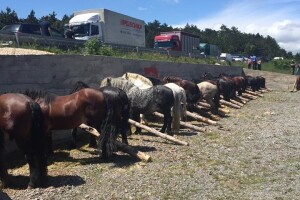 2. smotra Hrvatskog hladnokrvnjaka