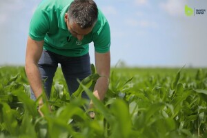 Bayer Farm - Dan polja