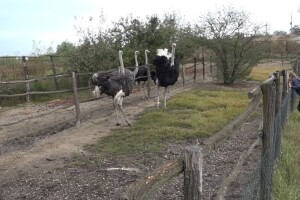 Velike ptice u Velikom Selu