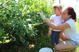 Berba borovnica na OPG Hodak u Suhopolju