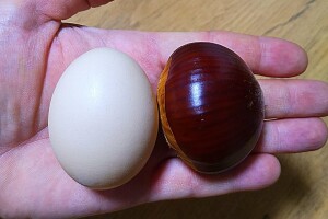 Mipex Agro - ekološki rasadnik sadnica kestena