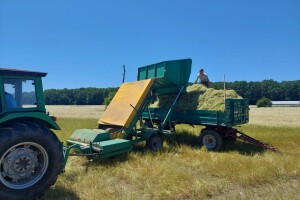 Berba eko kamilice u Pitomači