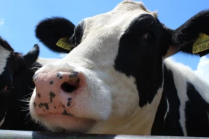 Mlečne krave i izložba životinja Pantelimon kod Bukurešta