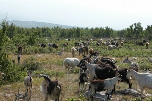 Izdašnija ispaša na Kamešnici