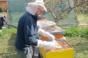 Pčelar Damir Sertić