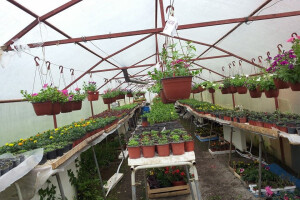 Porodica Alagić iz Vedrog Polja - Cvijeće