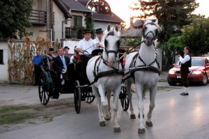 Nikola Drobnjak i konji iz njegove ergele