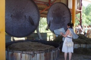 Uništavanje aromatičnog bilja u Dalmaciji