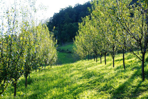 Imanje Rajnovača - rakije i likeri