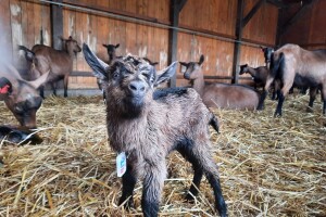 OPG Domagoja Zlatara u Goli