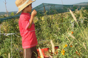 Egzotično voće i povrće iz Banja Luke
