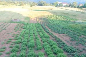 Ljekovito bilje &quot;Orhideja&quot; iz Bihaća