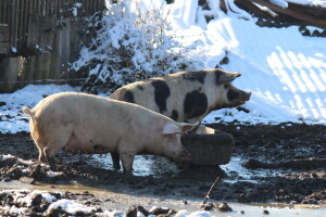Banijske snježne sličice