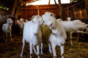 Alpina ili domaća bela koza?