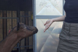 OPG Mandica Ilibašić