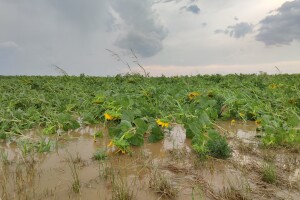 Nevrijeme u Petrijevcima
