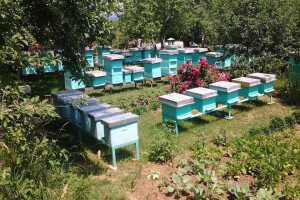 Pčelarstvo Didik