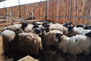 Romanovske ovce Nebojše Dragića