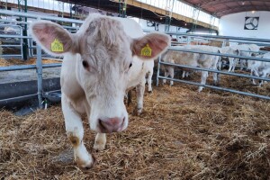 Nacionalna izložba stoke na 90. Sajmu poljoprivrede u Novom Sadu