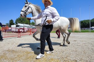 Javno ocenjivanje konja