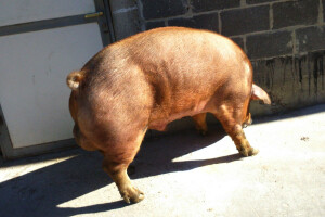 Milan Macanović: Danska genetika je vrhunska i imala je efekta