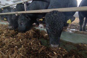 Farma angus goveda, Novi Slankamen