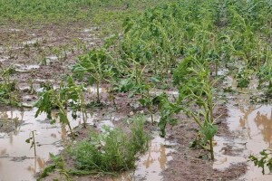 Uništeni usevi od grada u Braničevu