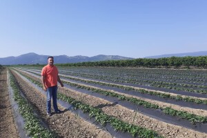 OPG Željko Bjeliš: Batat i tikve iz doline Neretve