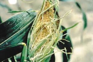 Štete na kukruzu i suncokretu