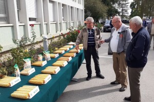 Dan polja BC hibrida kukuruza i sorata soje