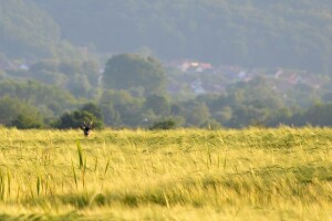 Proljeće u požeškom kraju