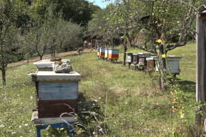 Profesor Zoran Mijić, dugogodišnji pčelar, pored medovače pravi i hilandarsku lozu