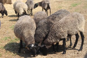 Romanovske ovce na OPG Čikvar