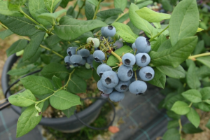 Uzgoj borovnice i cake u proizvodnji