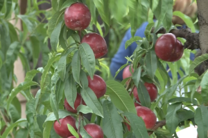 Proizvodnja nekatrina