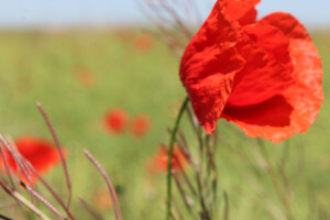 Priroda na početku ljeta