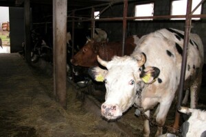 OPG Jozo Bandalo u Udovičićima