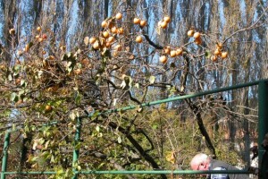 Egzotično voće u Zagori i Ludbregu