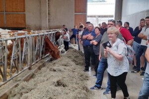 Hrvatski stočari u Austriji