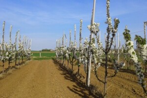 Kako primjena Ca materijala utječe na kvalitetu trešanja?