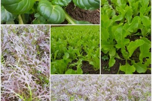 Petar Bugarski - treća generacija poljoprivredih proizvođača u zatvorenom prostoru