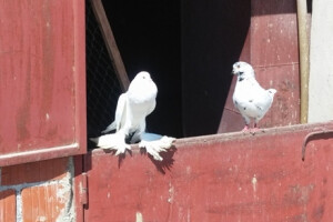 Engleski veliki gušan