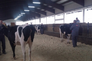 Holstein ocjenjivanje krava